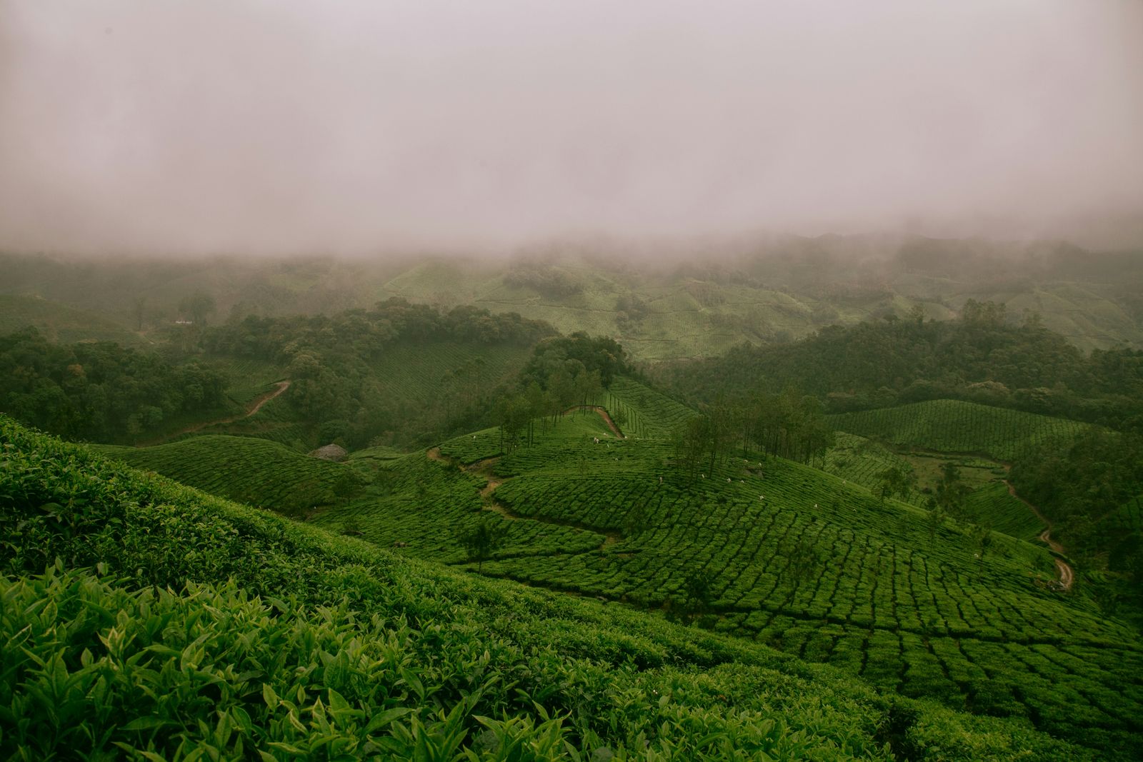 Rows of tea bushes on rolling hills under a low morning fog