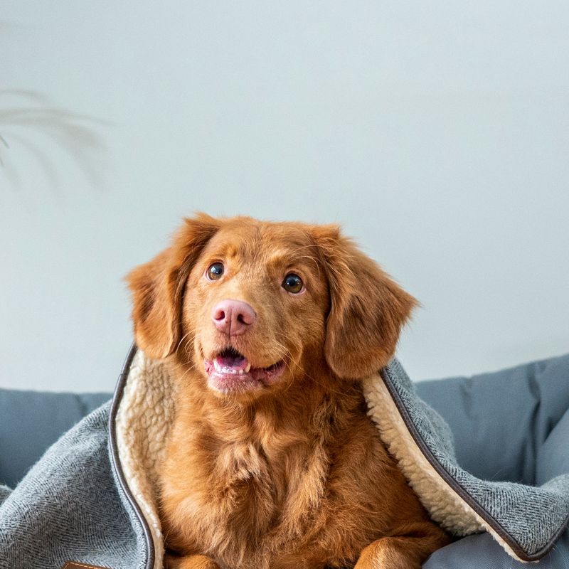 A ginger dog peeking out from under a grey blanket in a grey bolster bed