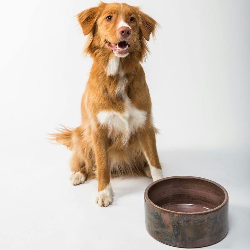 A ginger dog sitting beside a heavy glazed stoneware bowl on a white background