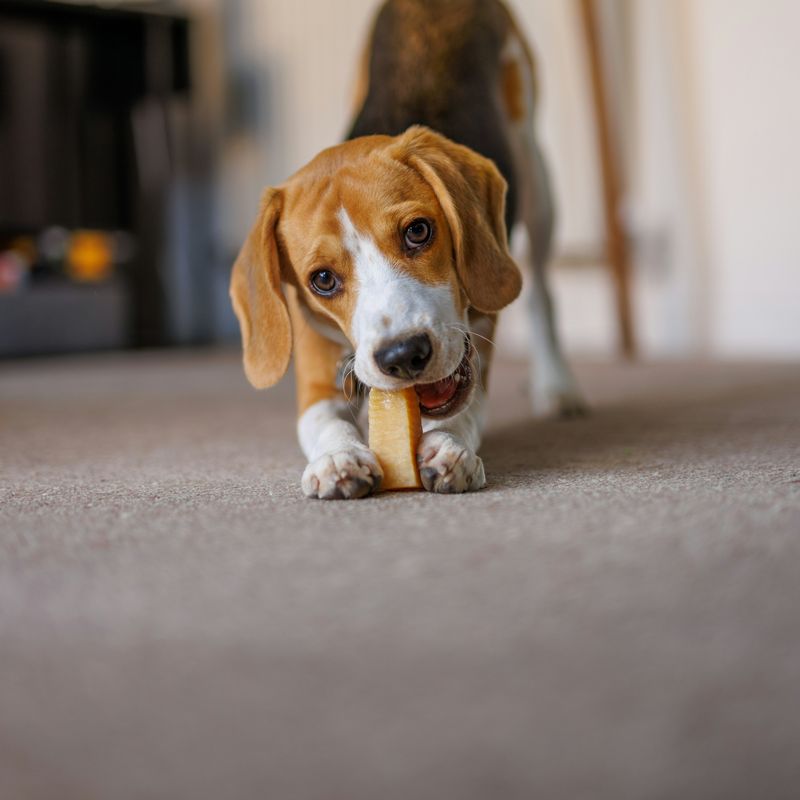 A beagle puppy lying on a carpet, chewing a long natural chew held between its paws