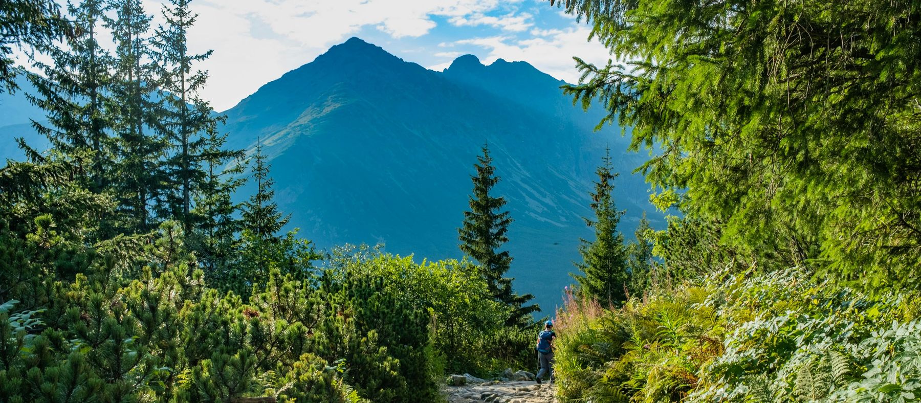 A stony trail through pine scrub toward a blue mountain, one hiker far ahead